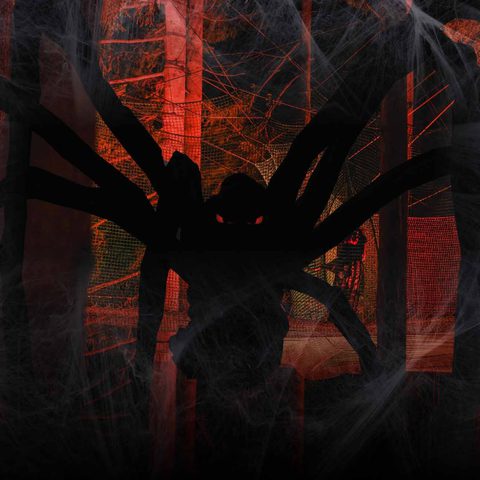 Spider background