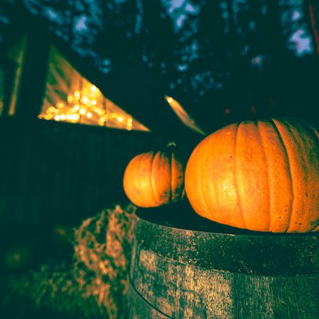 Fear forest 23 lo 21