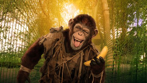 Chimp on extended Bakground