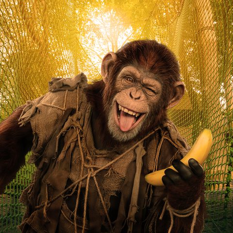 Chimp on extended Bakground