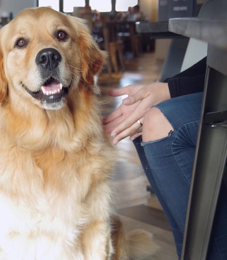 Dog lab