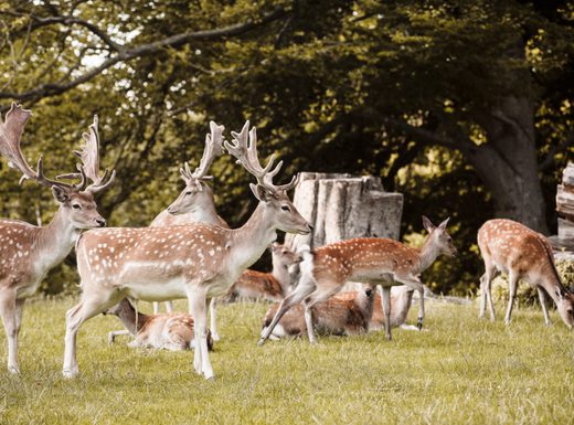 Group of deer aarhus denmark 2025 04 03 21 31 37 utc