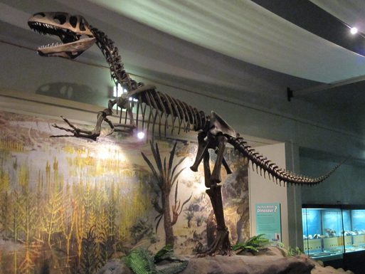 Megalosaurus World Museum Liverpool 4