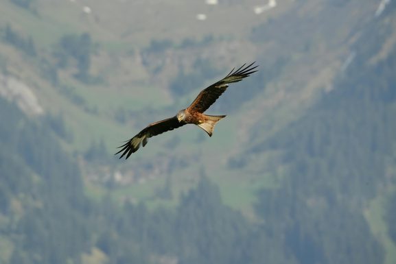 Free photo of red kite flying in sky