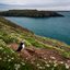 Puffin on skomer island pembrokeshire coast natio 2024 09 18 18 15 46 utc