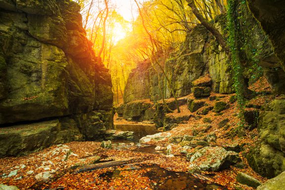 Flowing stream in canyon autumn forest 2024 09 17 04 14 57 utc